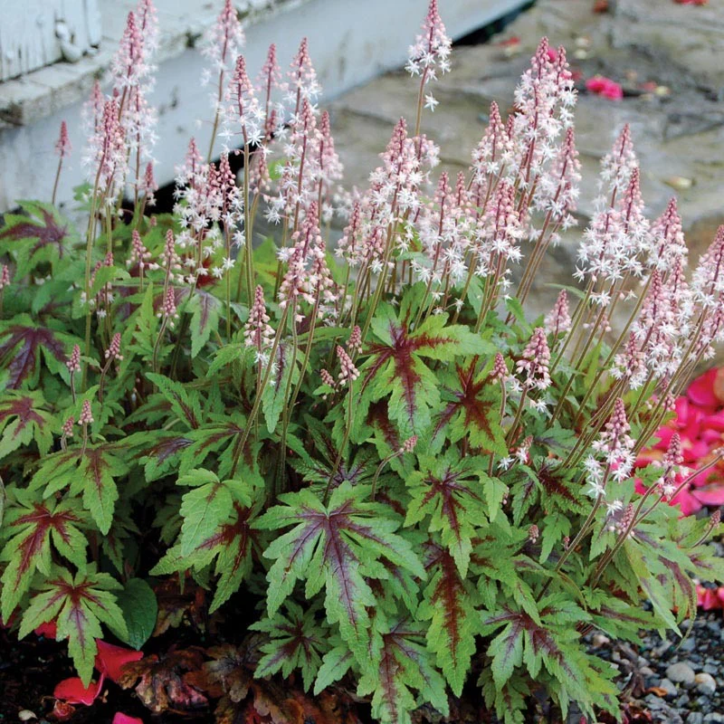 'Sugar & Spice' Foamflower (Tiarella) - Image 3