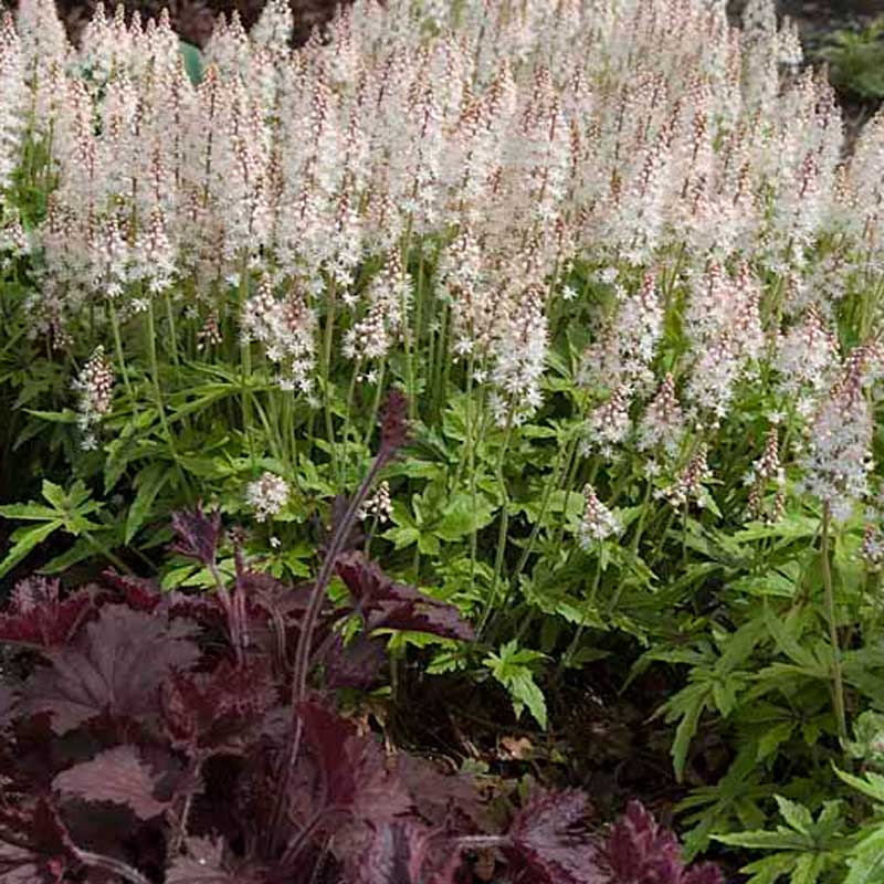 'Sugar & Spice' Foamflower (Tiarella) - Image 4