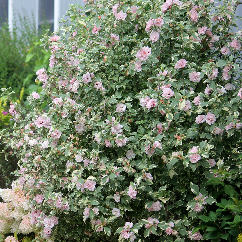 Sugar TipĀ® Rose of Sharon (Hibiscus)
