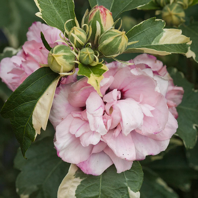 Sugar TipĀ® Rose of Sharon (Hibiscus) - Image 2