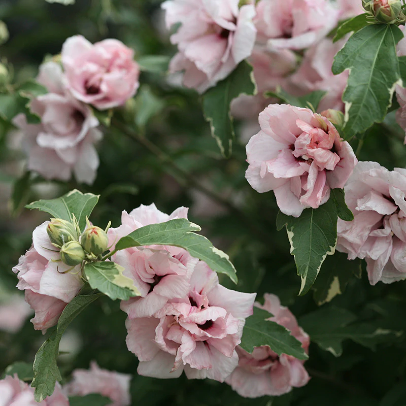Sugar TipĀ® Rose of Sharon (Hibiscus) - Image 3