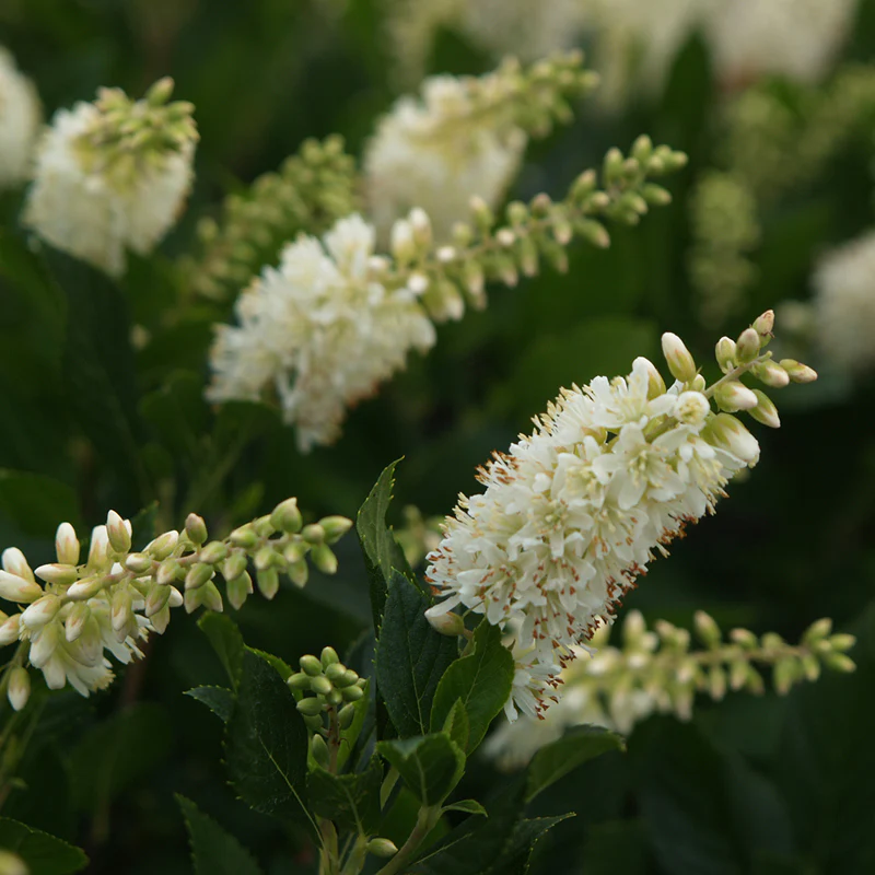 Sugartina® 'Crystalina' Summersweet (Clethra) - Image 2