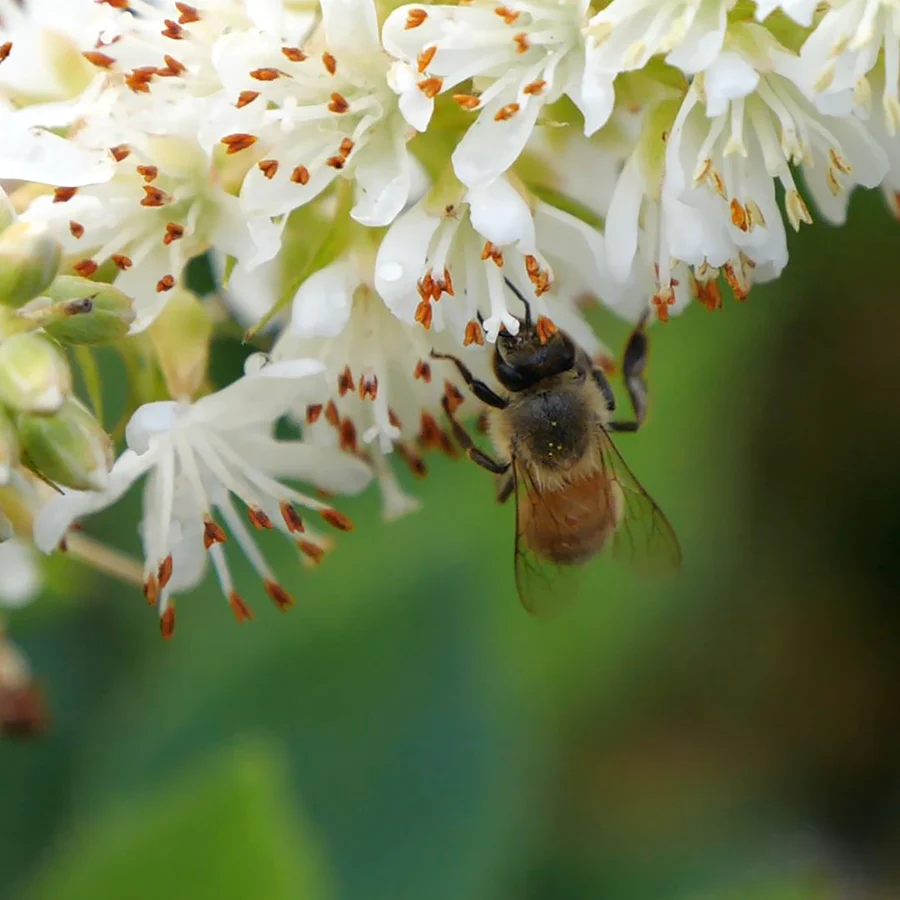 Sugartina® 'Crystalina' Summersweet (Clethra) - Image 3