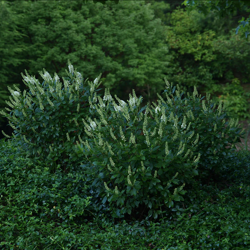 Sugartina® 'Crystalina' Summersweet (Clethra) - Image 4