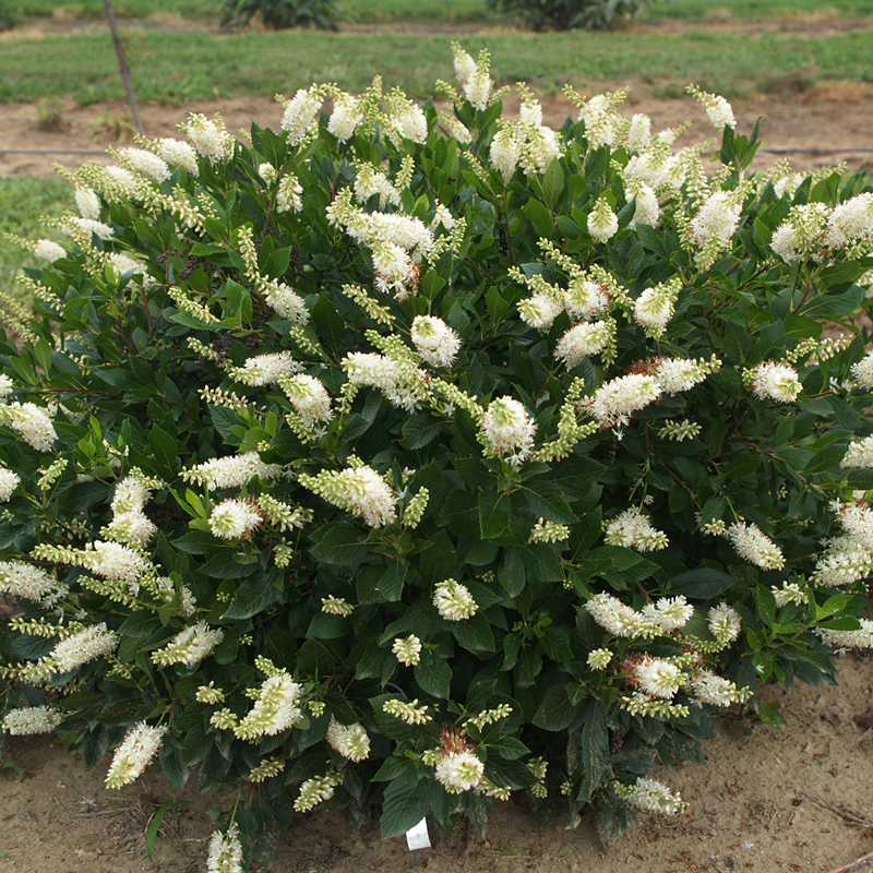 Sugartina® 'Crystalina' Summersweet (Clethra) - Image 6