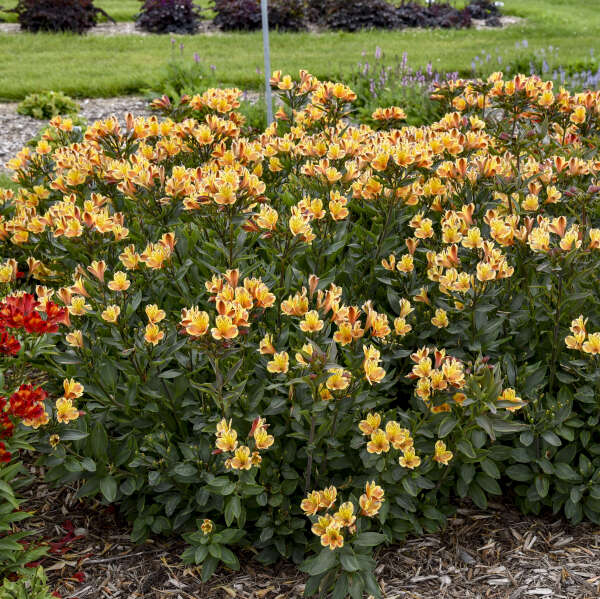 'Summer Breeze' Peruvian Lily (Alstroemeria) - Image 2