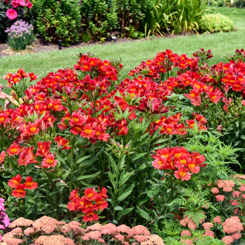 Summer Heat Peruvian Lily (Alstroemeria) - Image 3