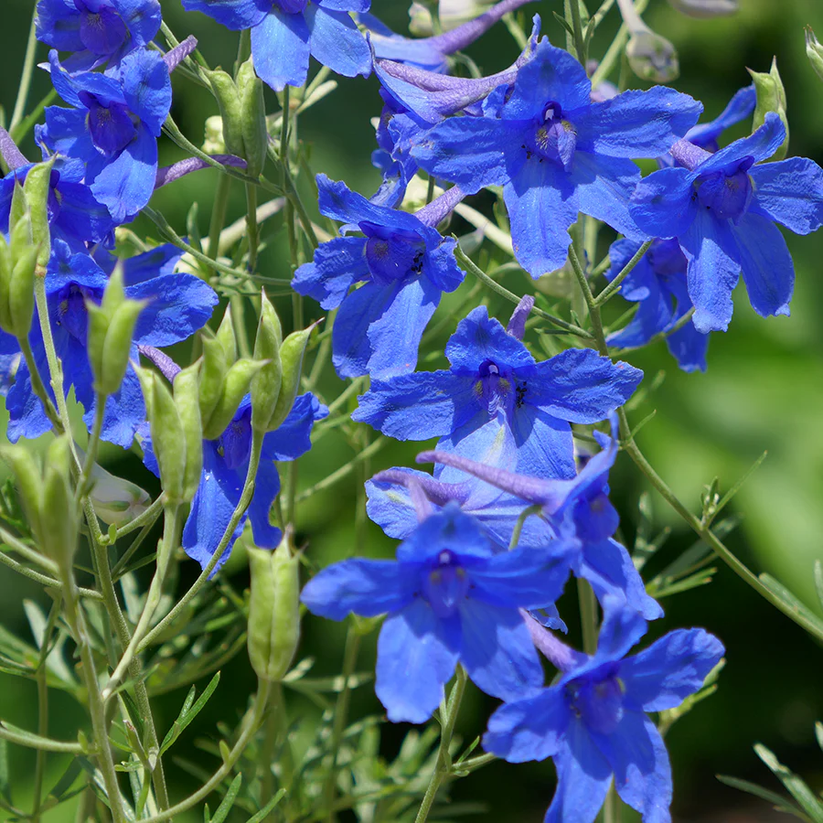 'Summer Nights' Delphinium
