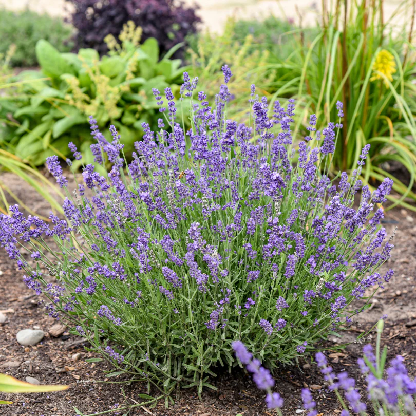 'Summer Serenade' Lavender (Lavandula) - Image 2
