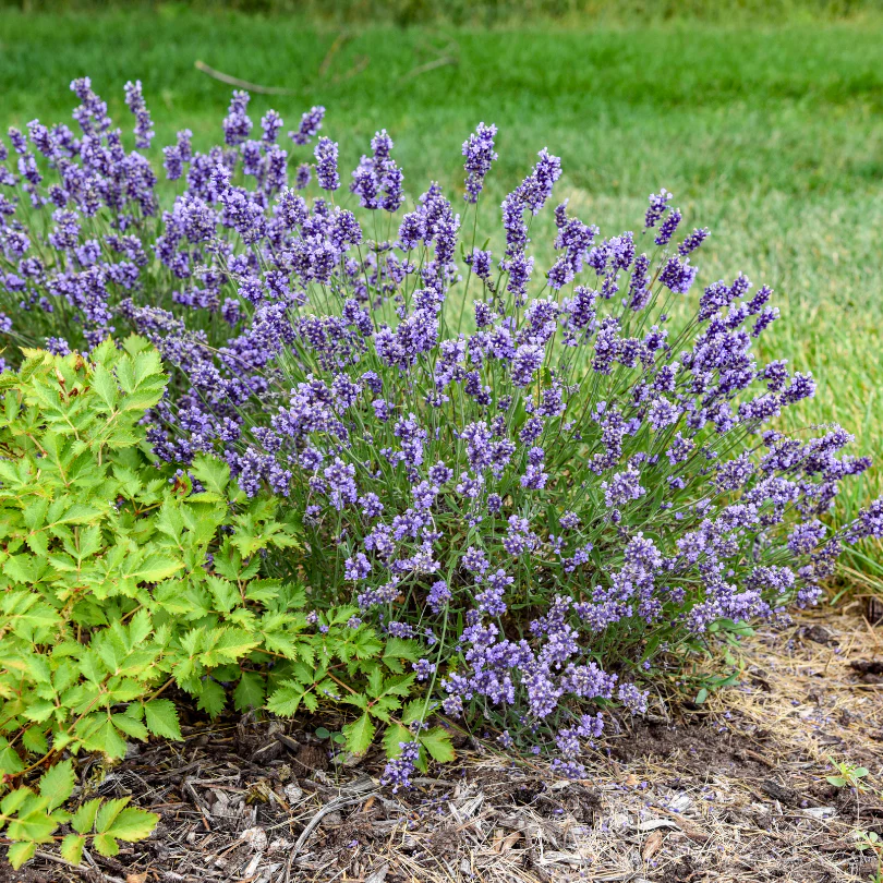 'Summer Serenade' Lavender (Lavandula) - Image 3