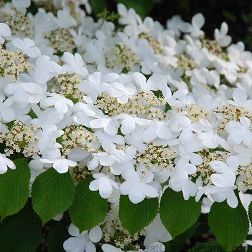 'Summer Snowflake' Doublefile Viburnum - Image 2