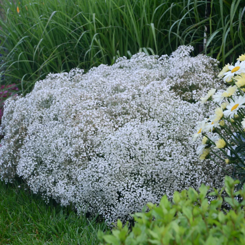 Summer Sparkles® Baby's Breath (Gypsophila) - Image 2