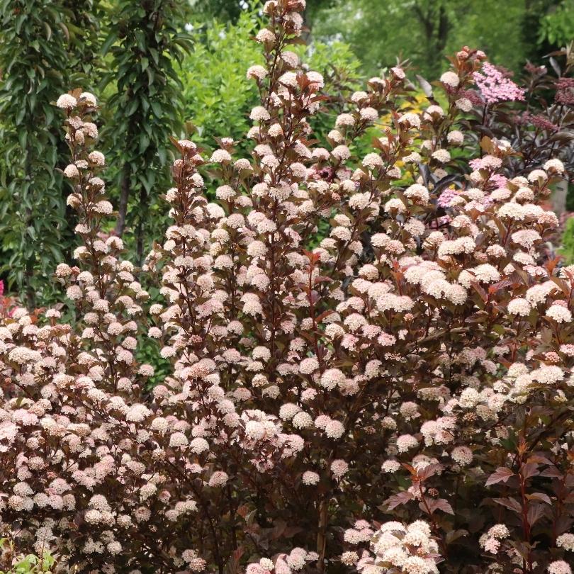 Summer Wine® Rosé Ninebark (Physocarpus) - Image 3