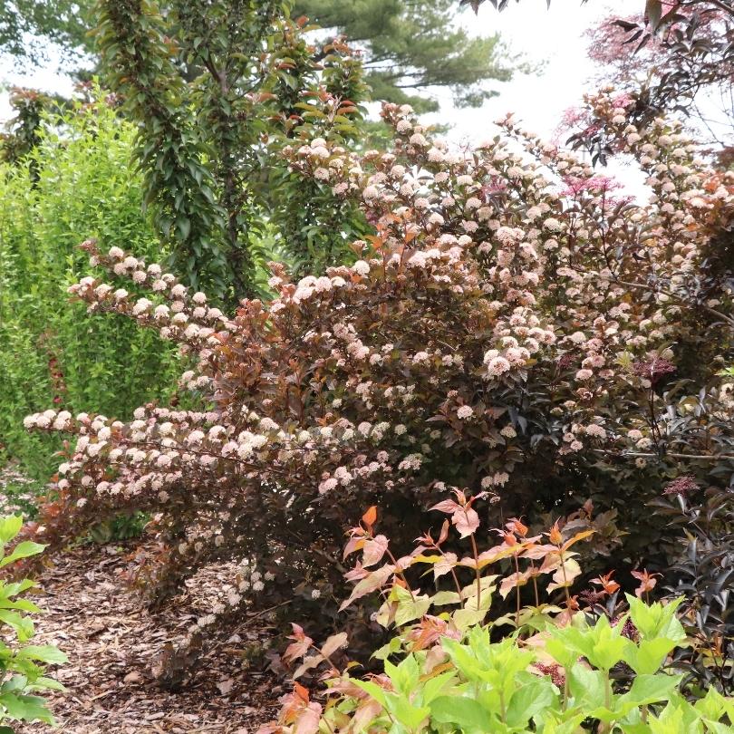 Summer Wine® Rosé Ninebark (Physocarpus) - Image 4