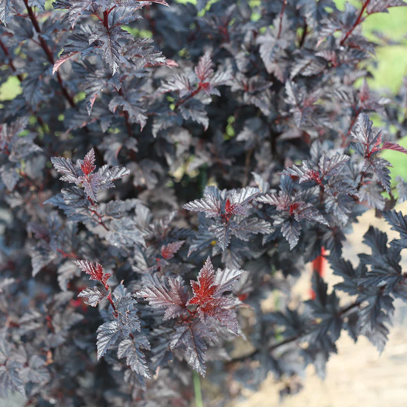 Summer Wine® Black Ninebark (Physocarpus) - Image 2
