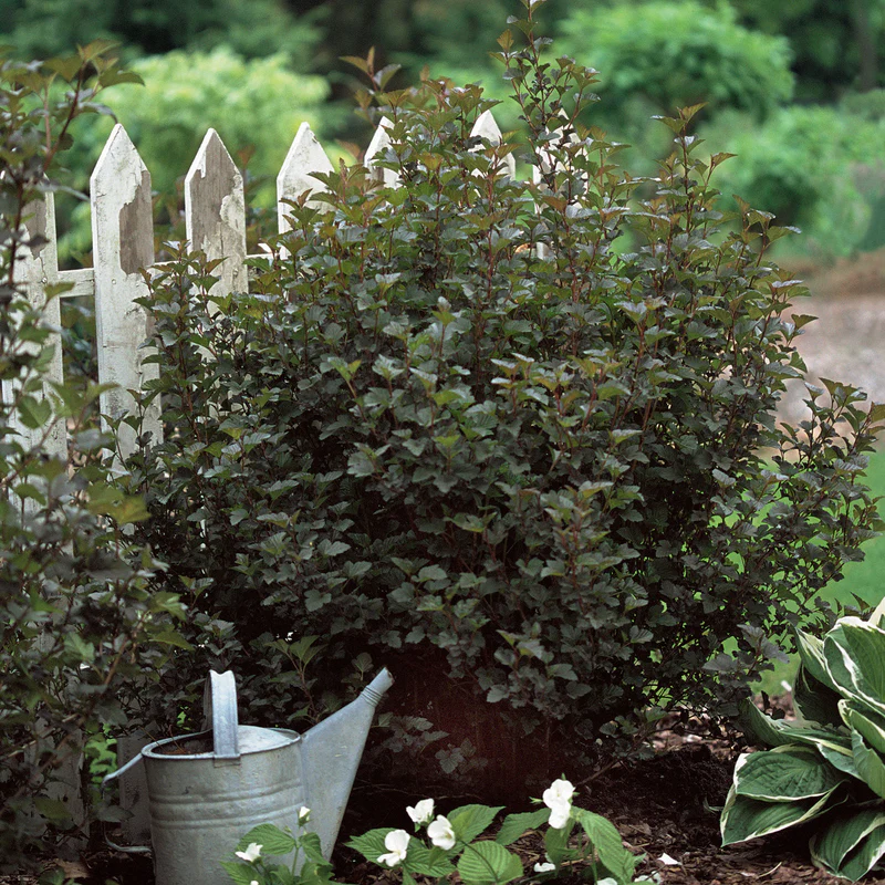Summer Wine® Ninebark (Physocarpus) - Image 4