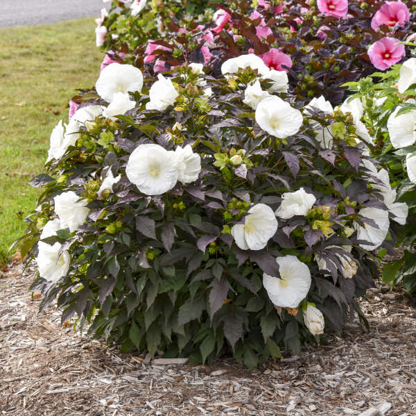Summerific® 'Cookies and Cream' Perennial Hibiscus - Image 2