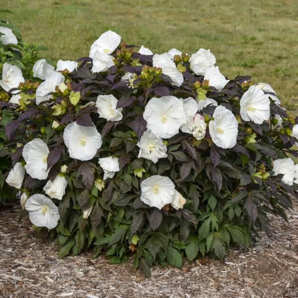 Summerific® 'Cookies and Cream' Perennial Hibiscus - Image 3