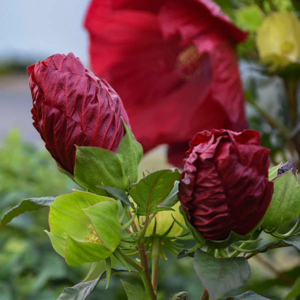 Summerific® 'Cranberry Crush' Perennial Hibiscus - Image 3