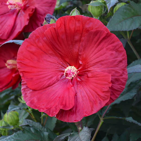 Summerific® 'Cranberry Crush' Perennial Hibiscus - Image 4