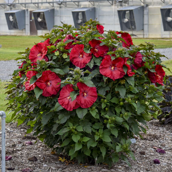 Summerific® 'Valentine's Crush' Perennial Hibiscus - Image 2