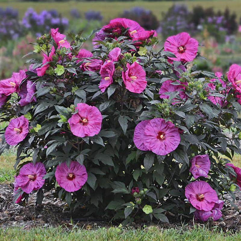 Summerific® 'Berry Awesome' Perennial Hibiscus - Image 2