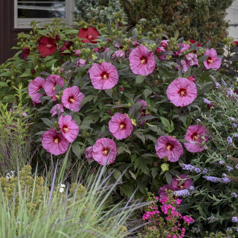 Summerific® 'Berry Awesome' Perennial Hibiscus - Image 3