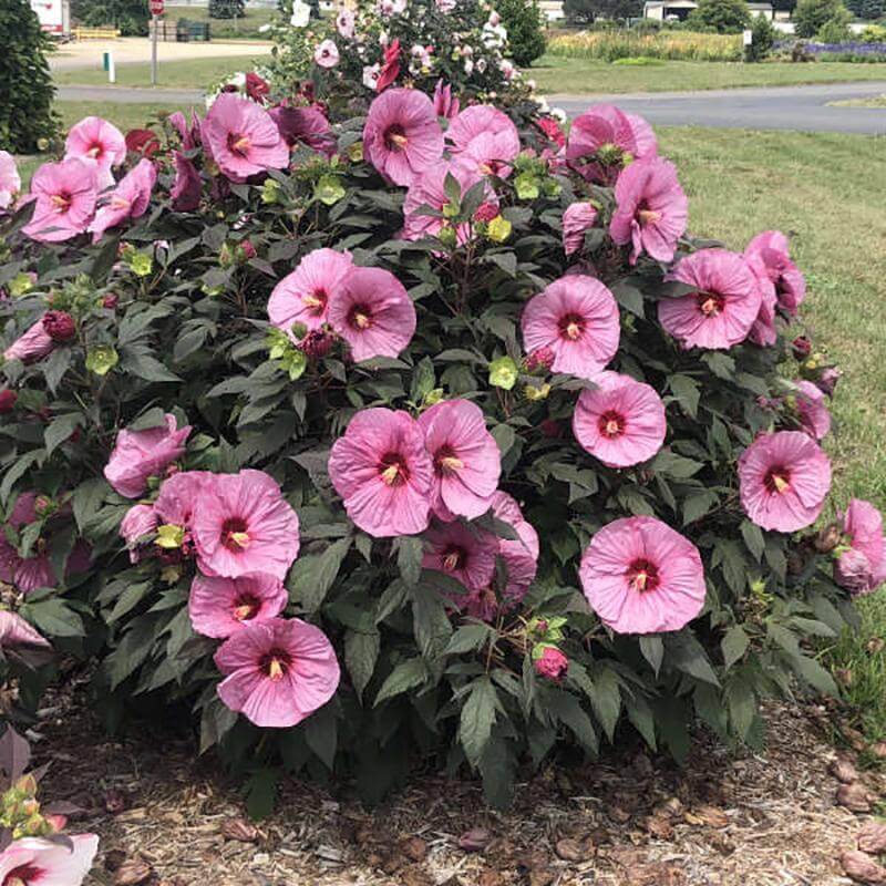 Summerific® 'Berry Awesome' Perennial Hibiscus - Image 4