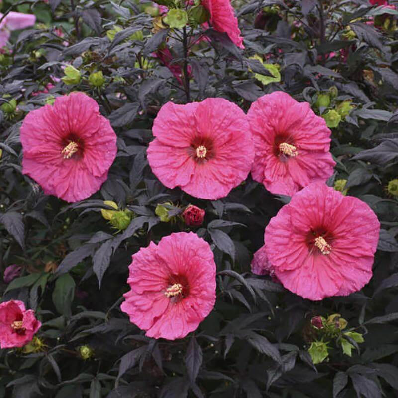 Summerific® 'Evening Rose' Perennial Hibiscus - Image 3