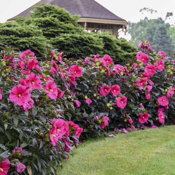 Summerific® 'Evening Rose' Perennial Hibiscus - Image 4