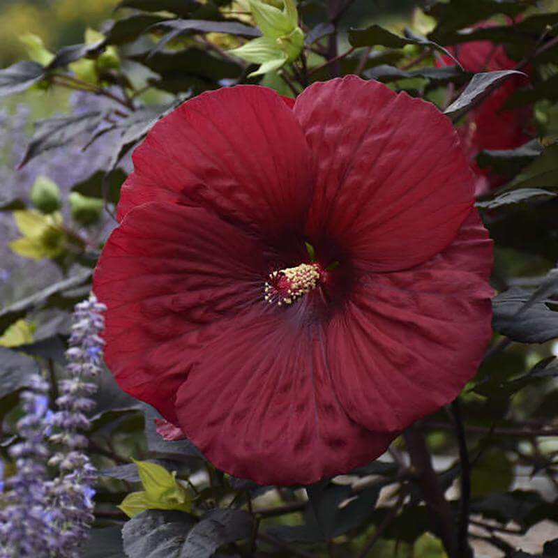 Summerific® 'Holy Grail' Perennial Hibiscus - Image 2