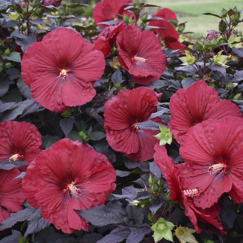 Summerific® 'Holy Grail' Perennial Hibiscus - Image 3