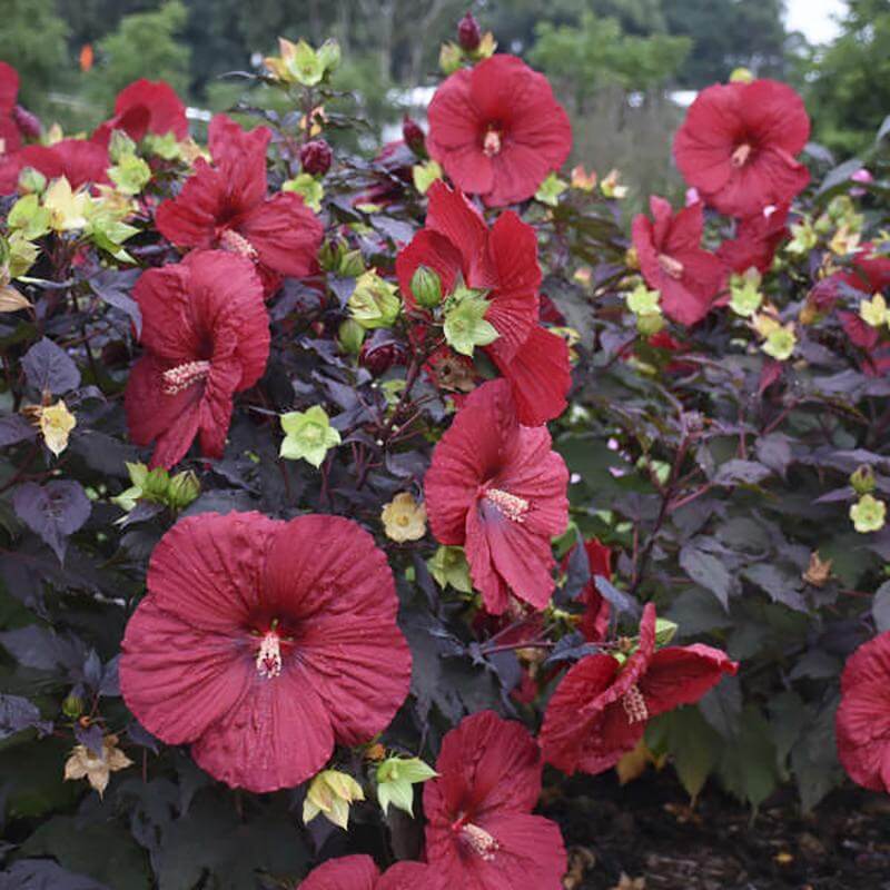 Summerific® 'Holy Grail' Perennial Hibiscus - Image 4