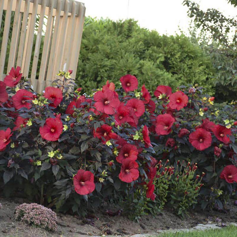 Summerific® 'Holy Grail' Perennial Hibiscus - Image 5
