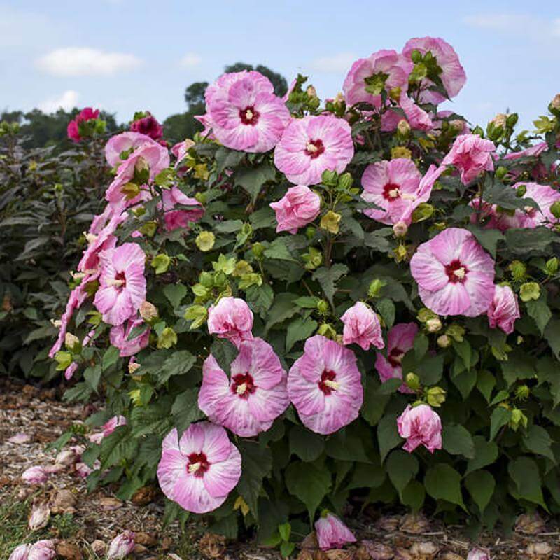 Summerific® 'Spinderella' Perennial Hibiscus - Image 4