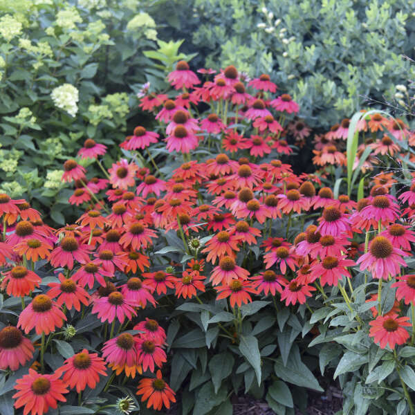 Summersong™ Firefinch™ Coneflower (Echinacea) - Image 2