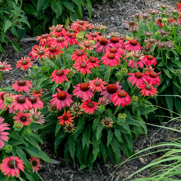 Summersong™ Firefinch™ Coneflower (Echinacea) - Image 3