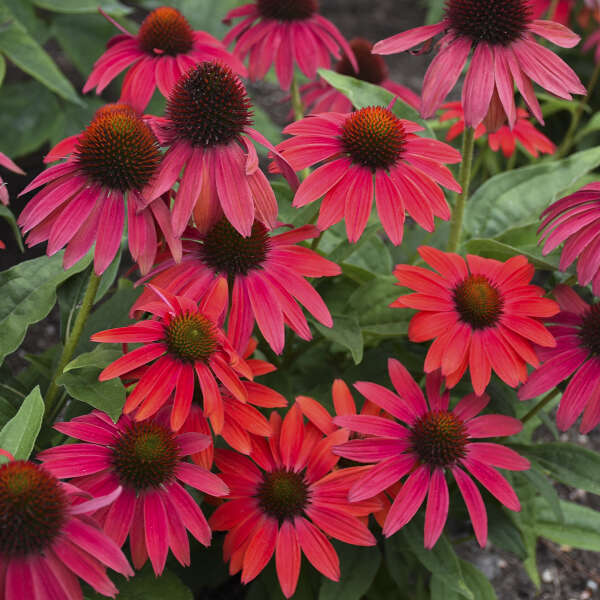 Summersong™ Firefinch™ Coneflower (Echinacea) - Image 4