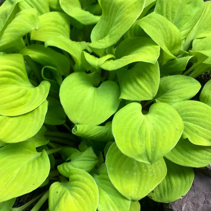 'Sun Mouse' Hosta - Image 2