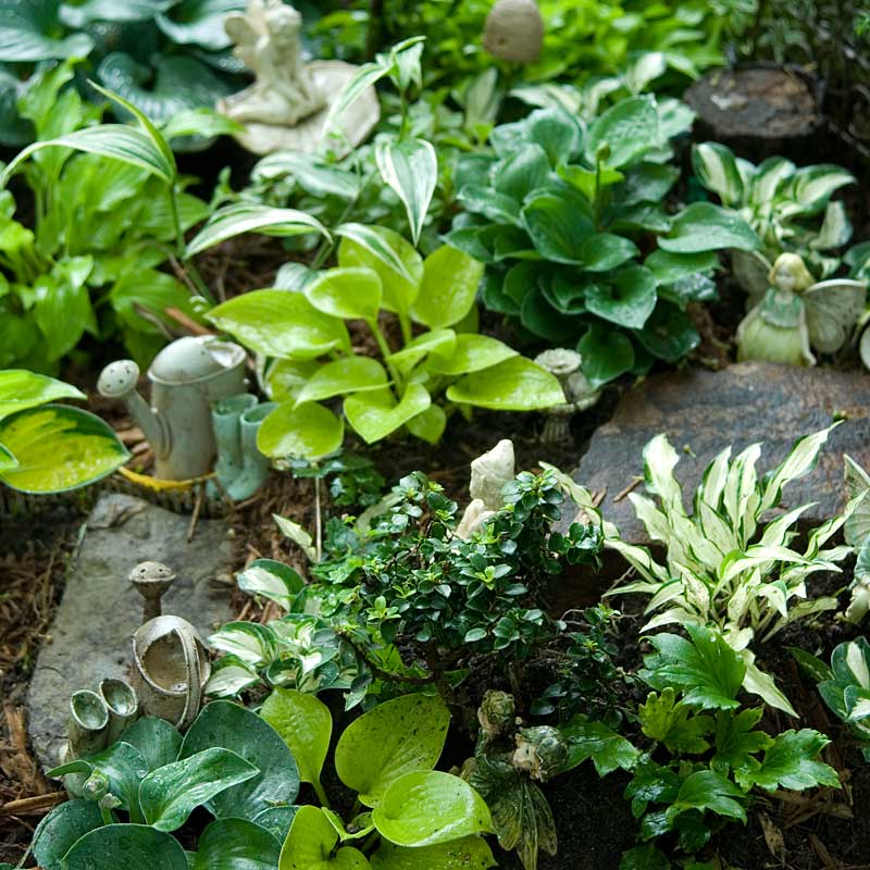 'Sun Mouse' Hosta - Image 3