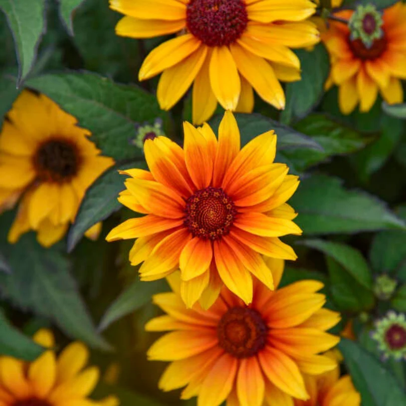 'Sundial' False Sunflower (Heliopsis) - Image 2