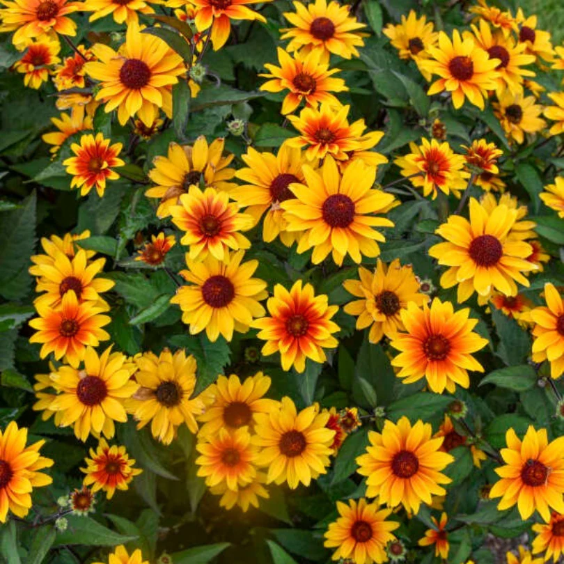 'Sundial' False Sunflower (Heliopsis) - Image 3