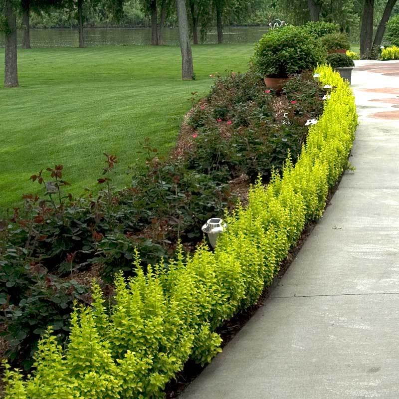 Sunjoy® Citrus Barberry (Berberis) - Image 4