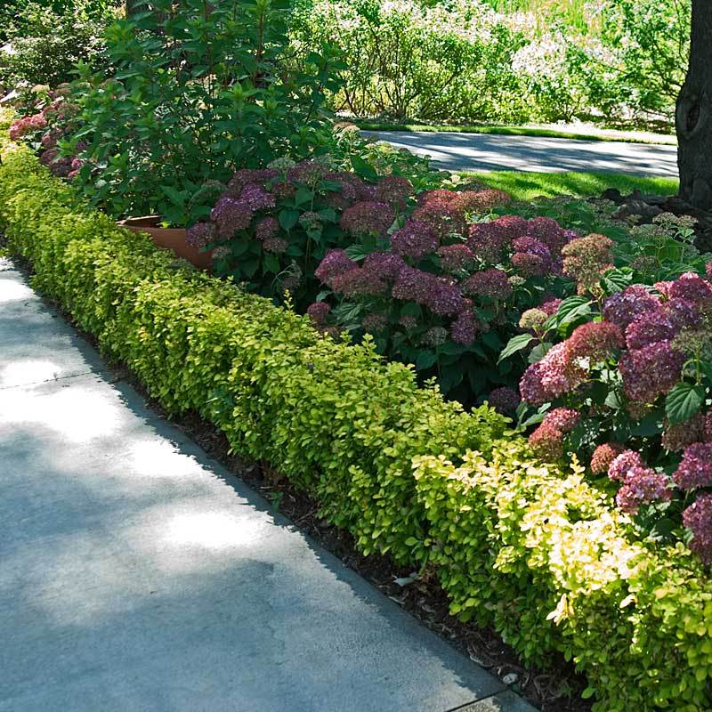 Sunjoy® Citrus Barberry (Berberis) - Image 5