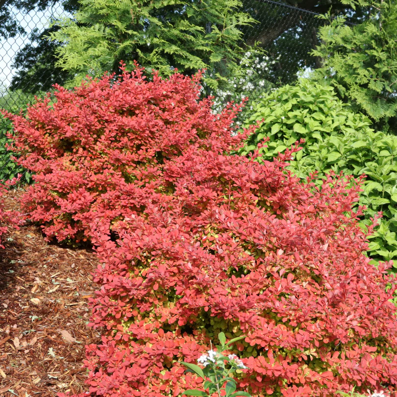 Sunjoy Fast Neo™ Barberry (Berberis) - Image 4