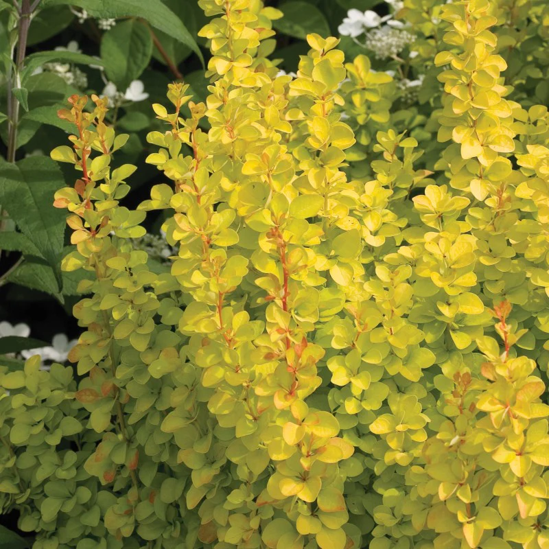 Sunjoy Gold Pillar® Barberry (Berberis) - Image 3