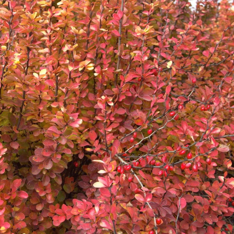 Sunjoy Gold Pillar® Barberry (Berberis) - Image 4