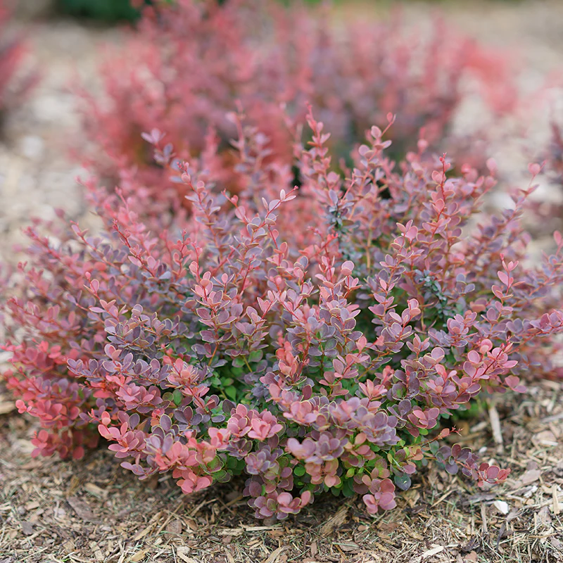 Sunjoy Mini Maroon® Barberry (Berberis) - Image 6