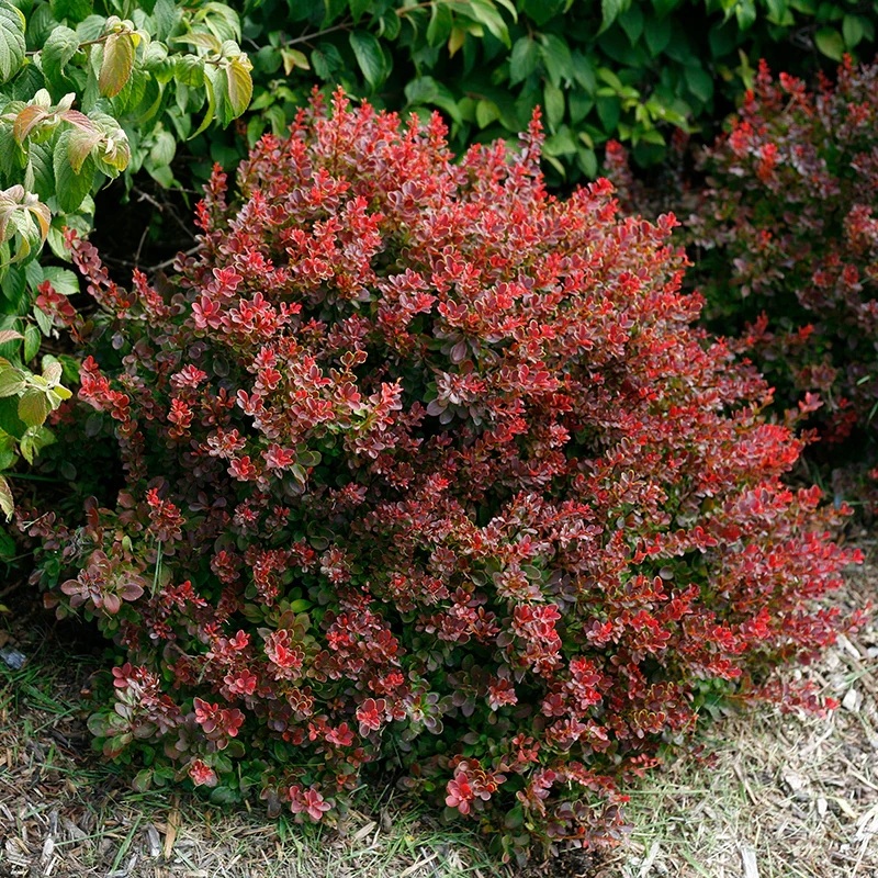 Sunjoy® Mini Salsa Barberry - Image 3