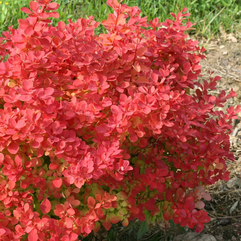 Sunjoy Neo® Barberry (Berberis) - Image 3